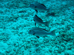 Plectorhinchus caeruleonothus