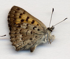 Tharsalea mariposa