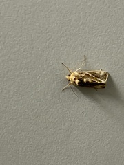 Chrysodeixis eriosoma