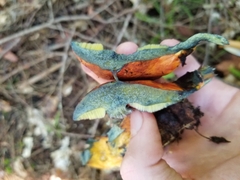 Neoboletus luridiformis
