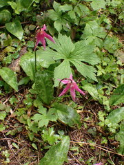 Erythronium revolutum