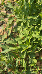 Convolvulus arvensis