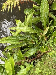 Asplenium scolopendrium