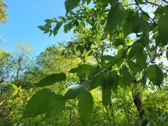 Maclura
