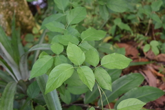 Centrosema pubescens