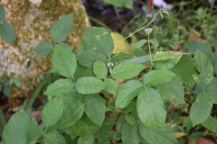 Centrosema pubescens