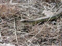 Coluber constrictor mormon