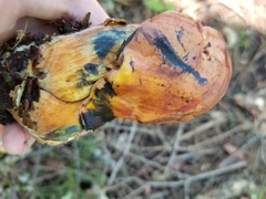 Neoboletus luridiformis