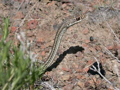 Masticophis taeniatus