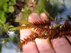 Fontinalis antipyretica