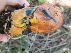 Neoboletus luridiformis