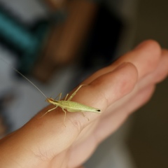 Oecanthus exclamationis