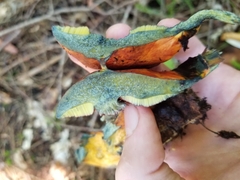 Neoboletus luridiformis