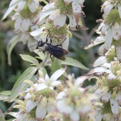 Sphecidae