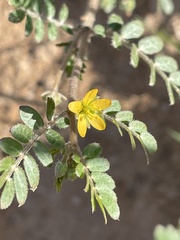 Kallstroemia californica