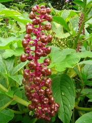 Phytolacca thyrsiflora