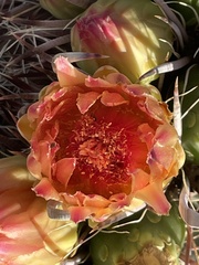 Ferocactus wislizeni