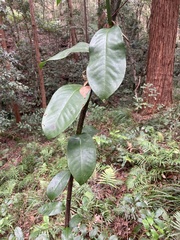 Eupomatia laurina