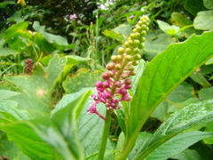 Phytolacca thyrsiflora