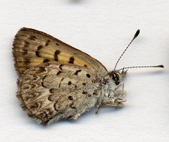 Tharsalea mariposa