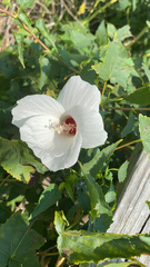 Hibisceae