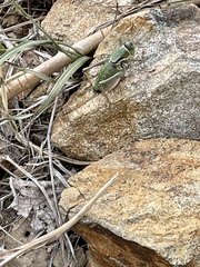 Anabrus simplex