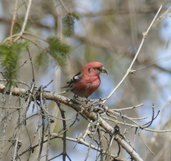 Loxia leucoptera