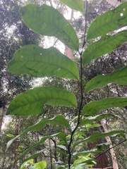 Eupomatia laurina