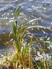 Phyllospadix scouleri