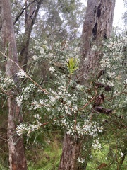 Hakea sericea