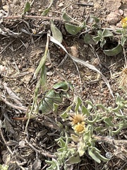 Anabrus simplex