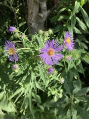 Symphyotrichum novae-angliae