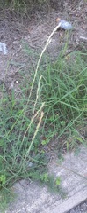 Tridens albescens