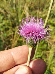 Cirsium canum