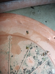 Salticidae