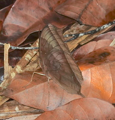 Thaumantis noureddin