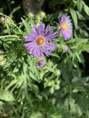 Symphyotrichum novae-angliae