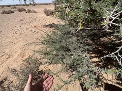 Vachellia tortilis