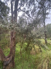 Hakea sericea