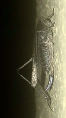 Platycleis albopunctata