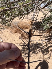Vachellia tortilis
