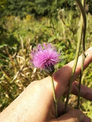 Cirsium canum
