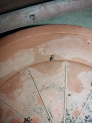 Salticidae