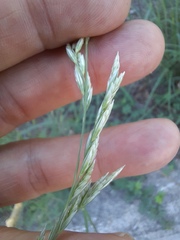 Tridens albescens