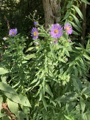 Symphyotrichum novae-angliae