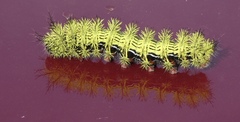 Automeris zephyria