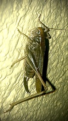Platycleis albopunctata