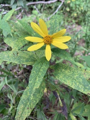 Helianthus decapetalus