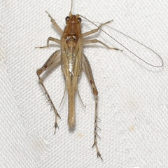 Anaxipha exigua