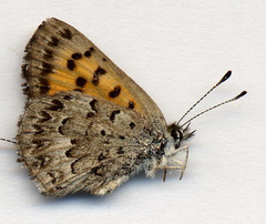 Tharsalea mariposa